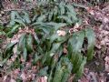 Asplenium scolopendrium